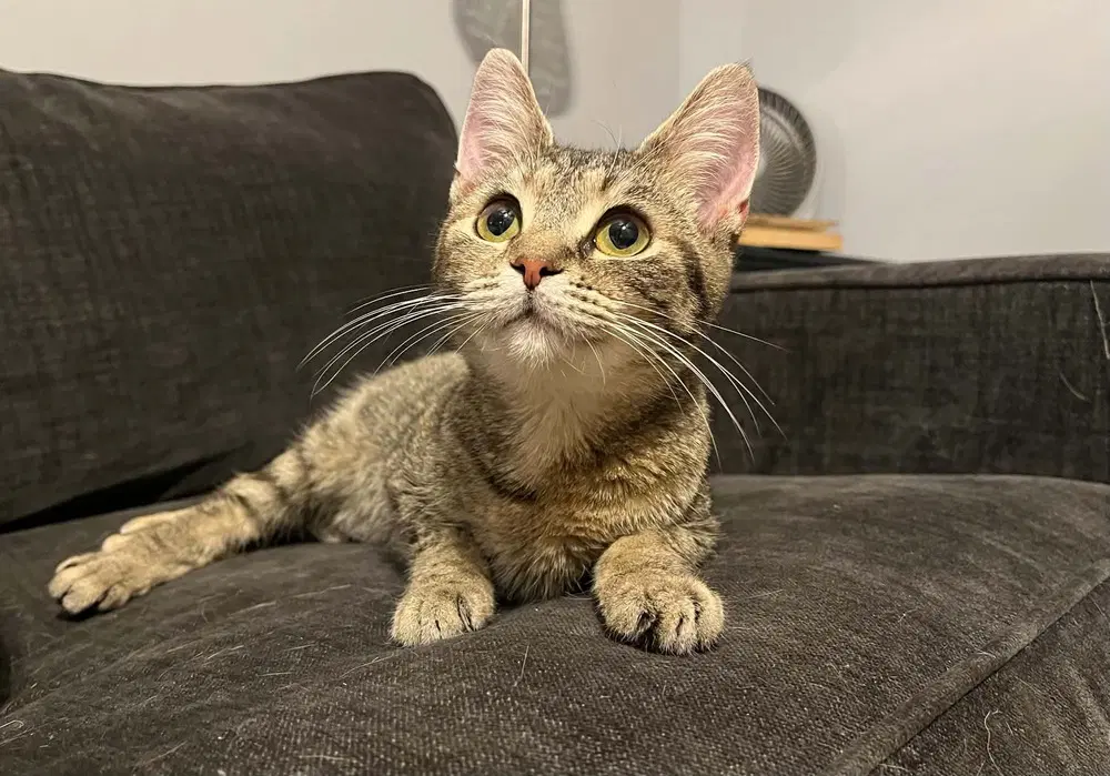 Lily - Domestic Short Hair