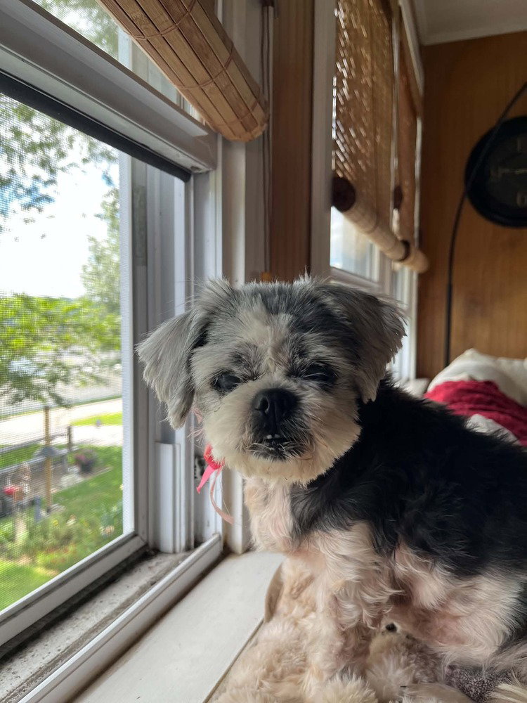 Mitzi, dog — photo 1 of 4