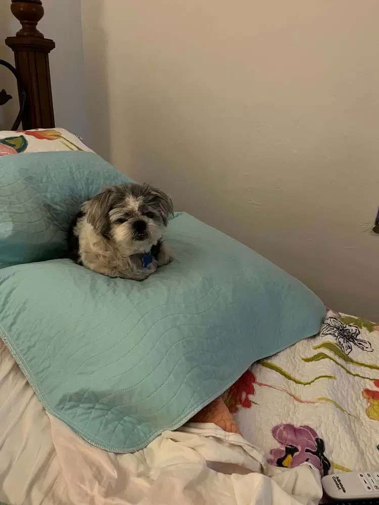 Mitzi image 2