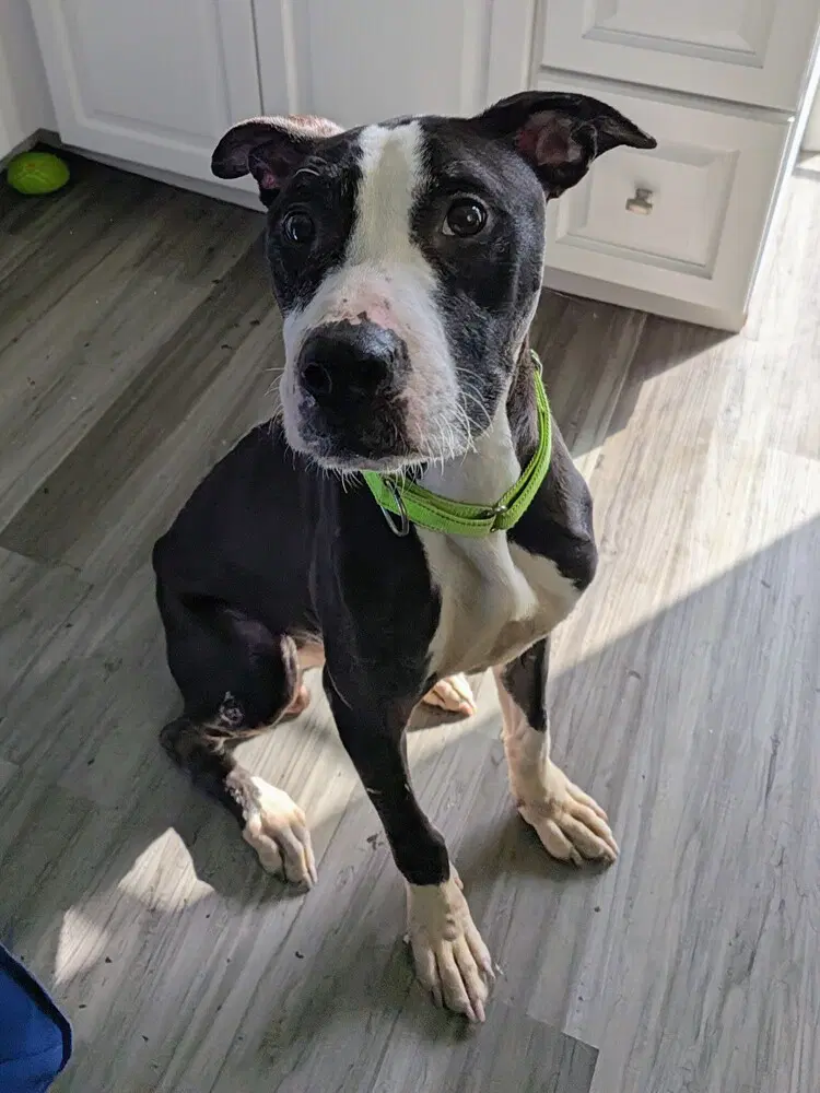 Simon - Terrier