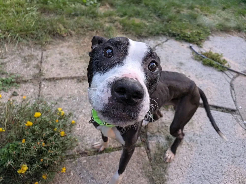 Simon image 2