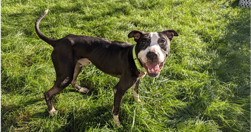 Simon, a dog for adoption from Paws Across Pittsburgh