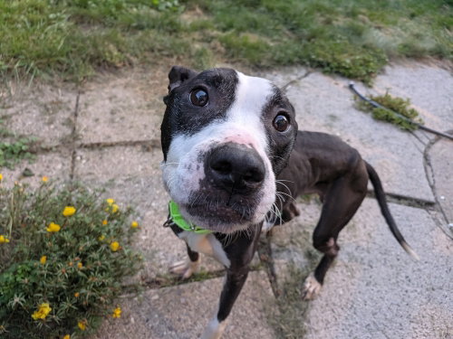 Photo 3 of Simon