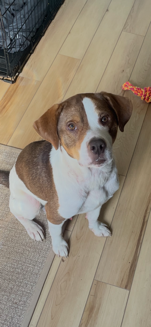 Pete, dog — photo 1 of 4