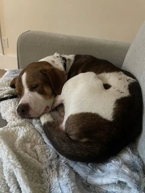 Pete image 3