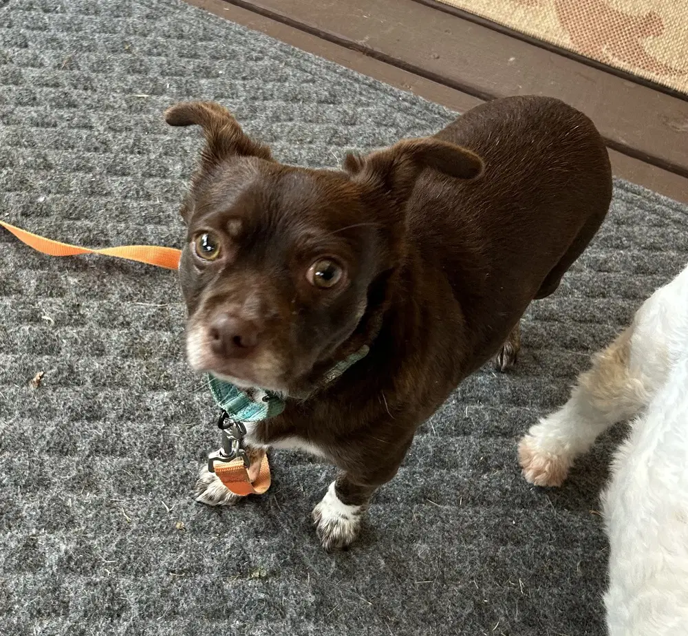 Rusty - Chihuahua