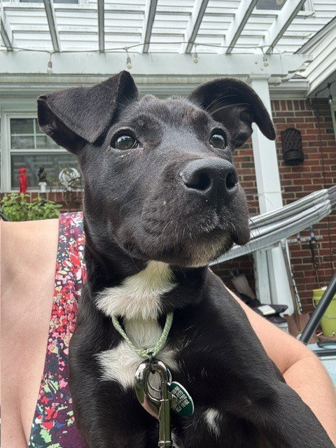 Pumpernickel, Terrier