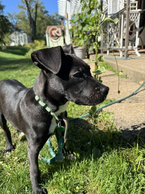 Photo 3 of Pumpernickel