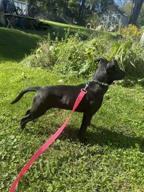 Photo 4 of Pumpernickel