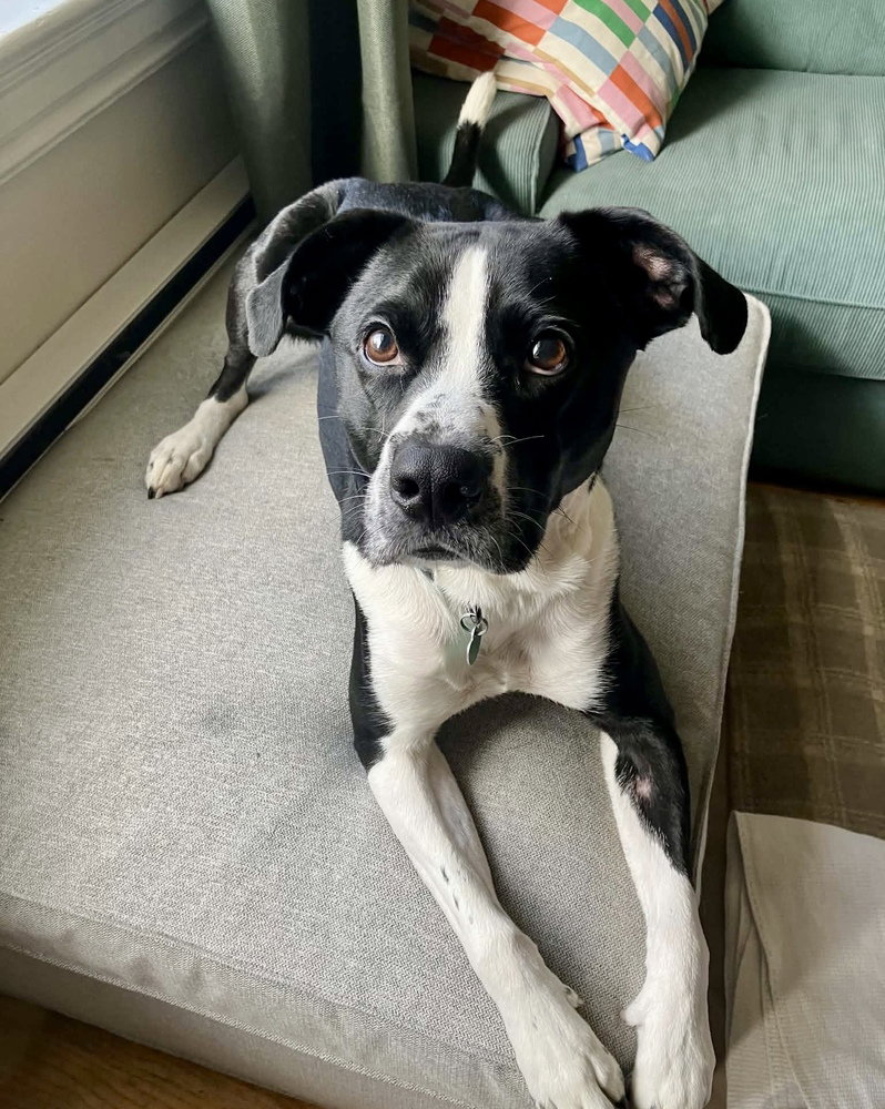 Jax, Terrier