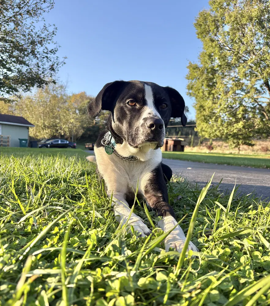 Jax image 2