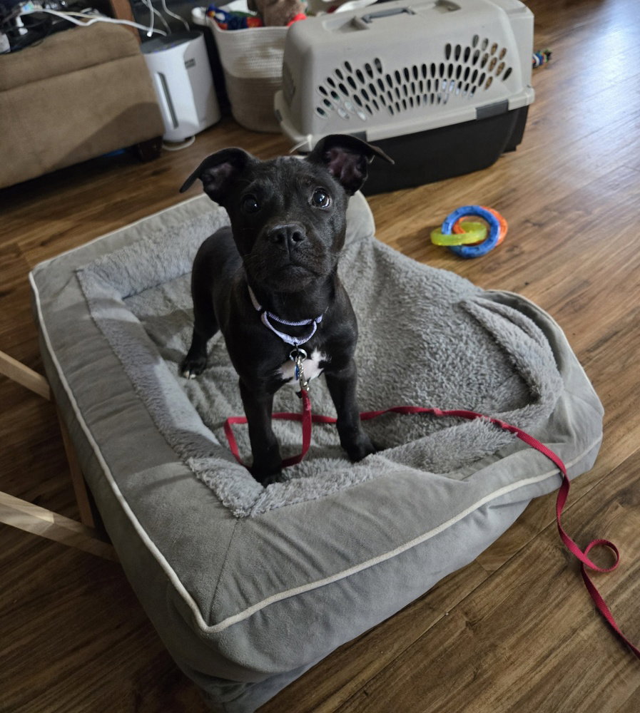 Pepper, Terrier