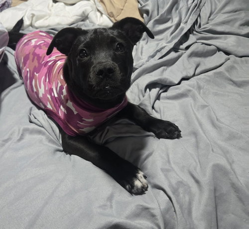 Photo 3 of Pepper