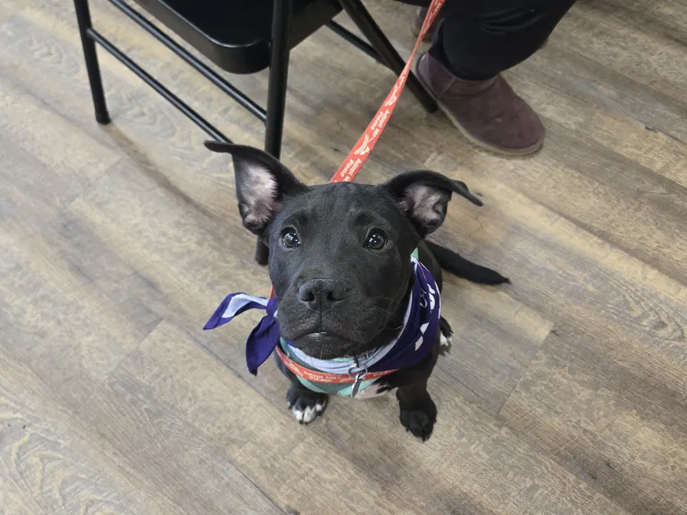 Pepper - Terrier