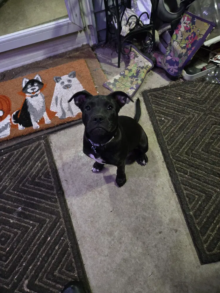 Pepper image 2