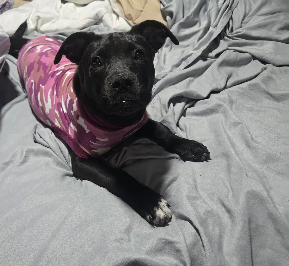 Pepper image 4