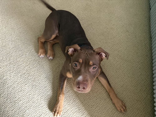 Latte, a dog for adoption from Paws Across Pittsburgh
