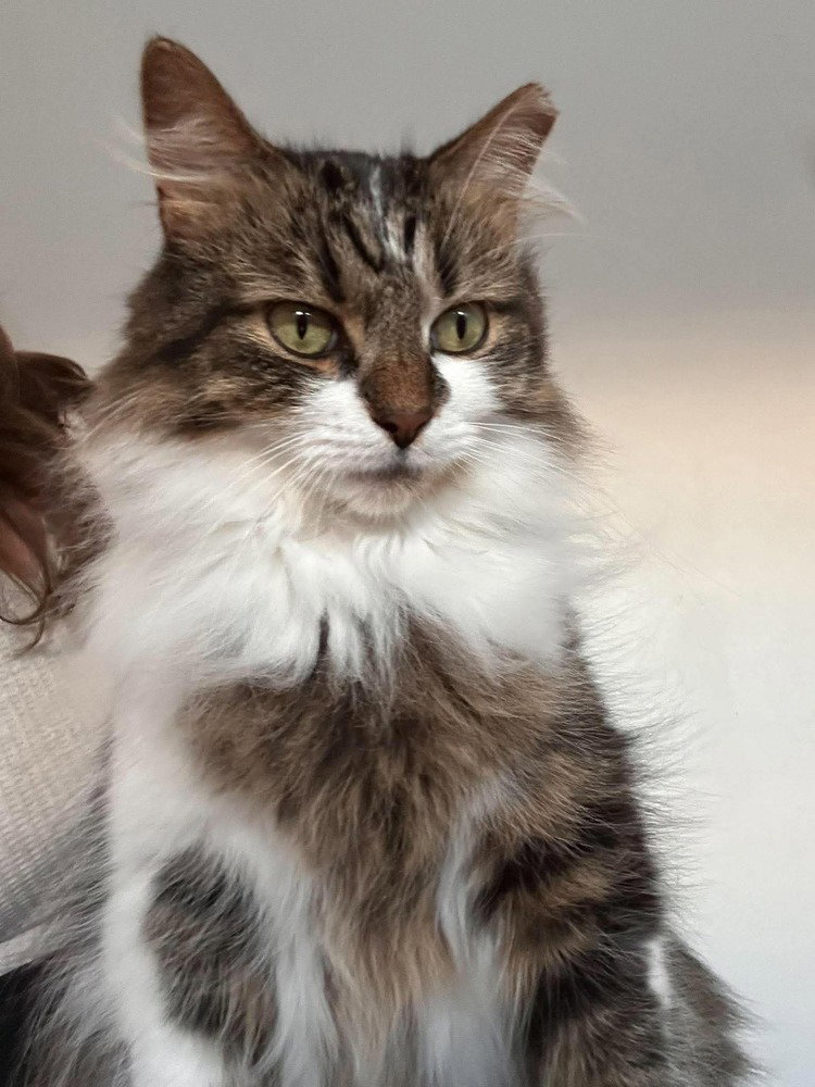 Toulouse (Bonded with Marie and Berlioz), Domestic Long Hair