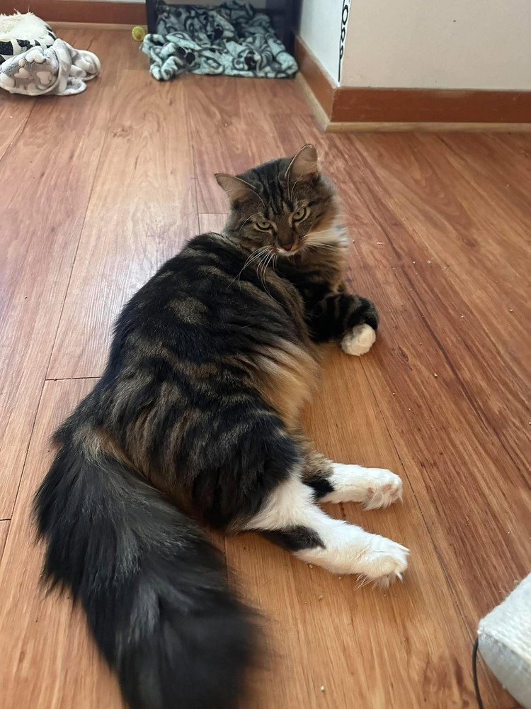 Marie (bonded with Toulouse and Berlioz), Domestic Medium Hair
