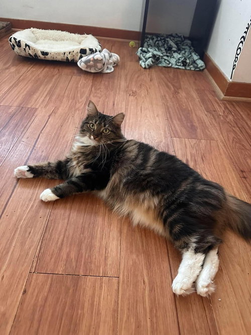 Photo 3 of Marie (bonded with Toulouse and Berlioz)