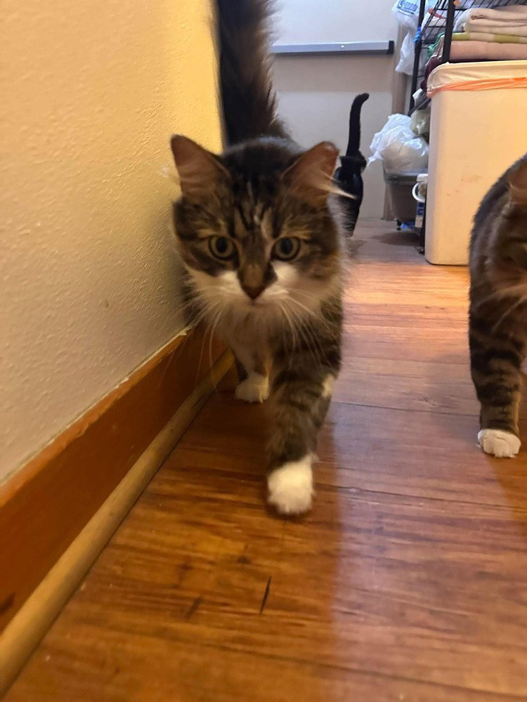 Marie (bonded with Toulouse and Berlioz), photo 4