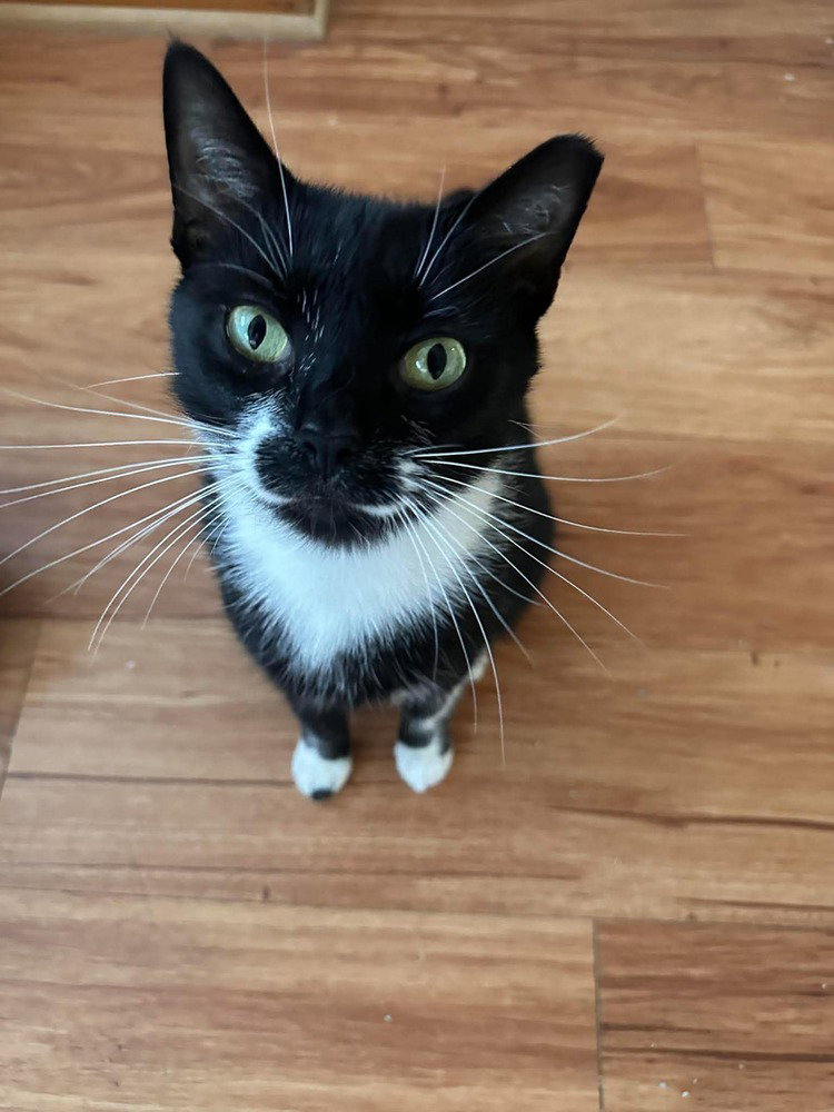 Berlioz (bonded with Marie and Toulouse), Domestic Short Hair