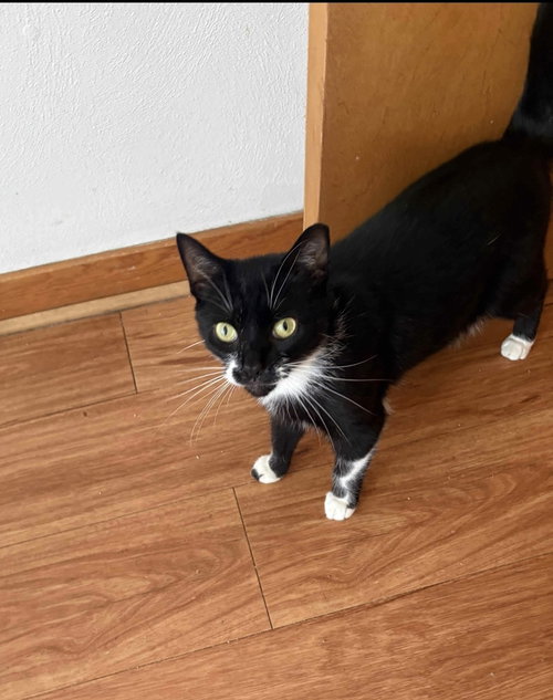Photo 2 of Berlioz (bonded with Marie and Toulouse)
