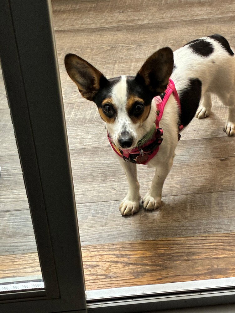 Molly, Jack Russell Terrier