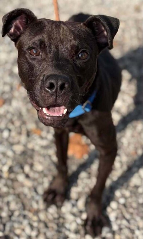 Nacho, a dog for adoption from Paws Across Pittsburgh