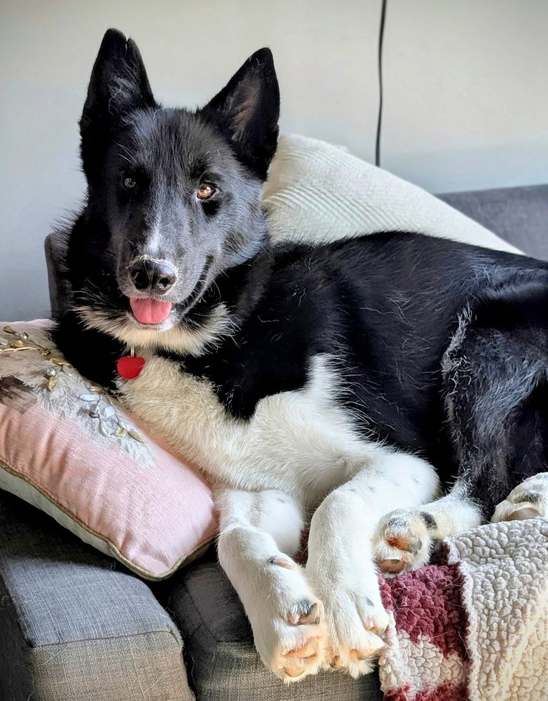 Zeus, Siberian Husky