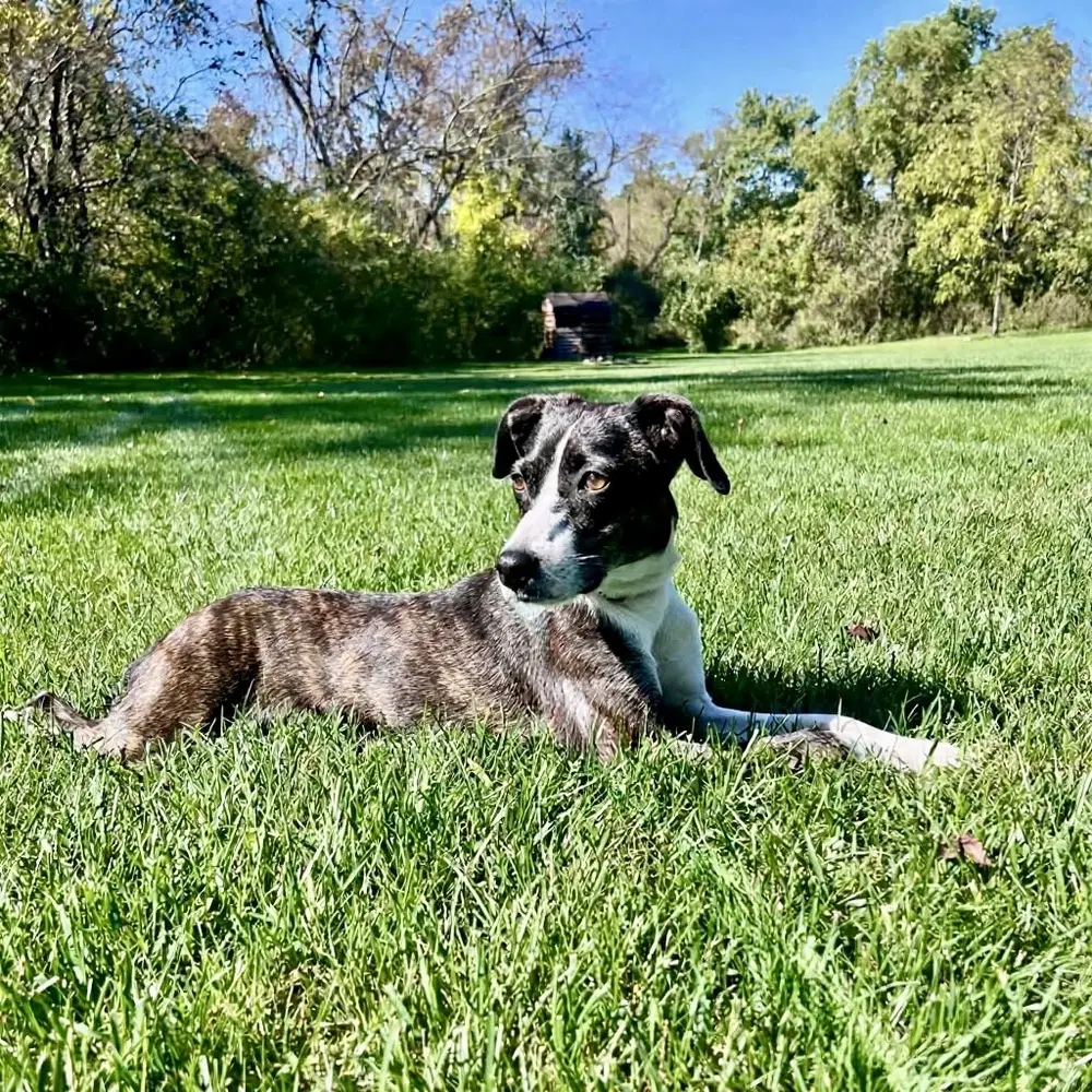 Elvira - Terrier