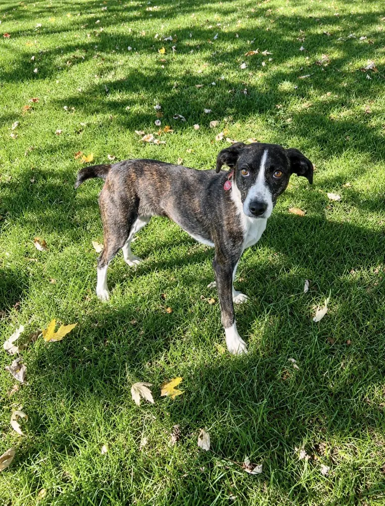 Elvira - Terrier