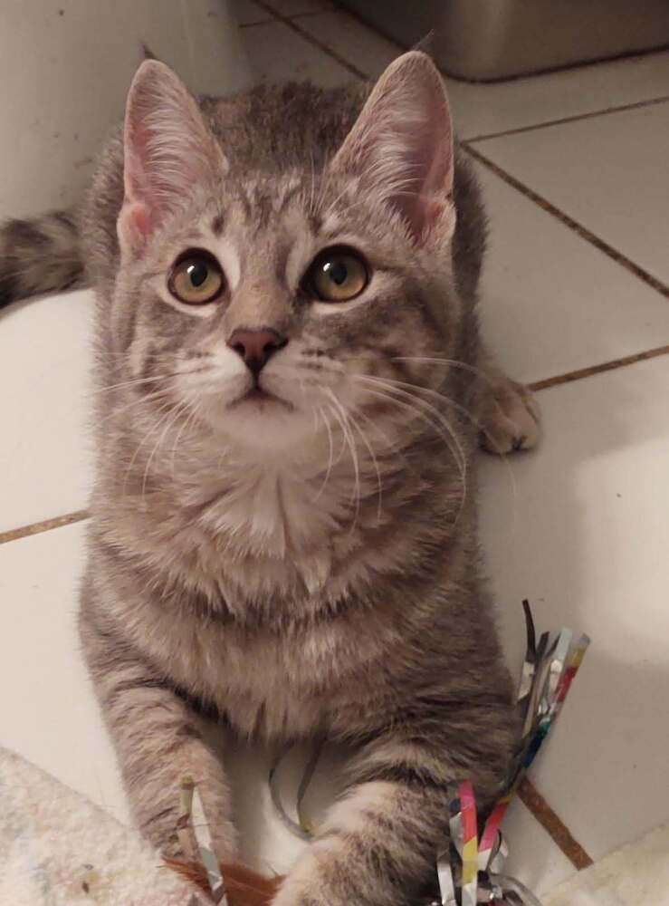 Elsie