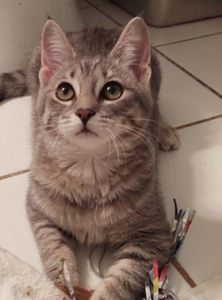 Elsie - Domestic Short Hair