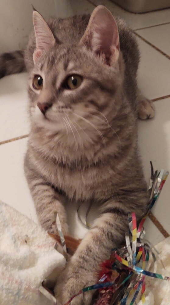 Elsie, photo 3