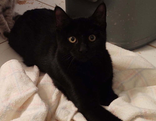 Elvis, a cat for adoption from Paws Across Pittsburgh