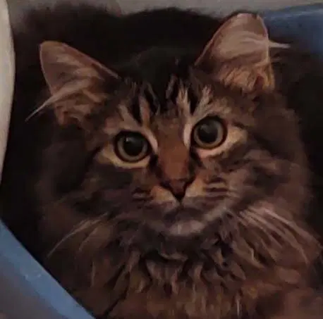 Elvira - Domestic Medium Hair