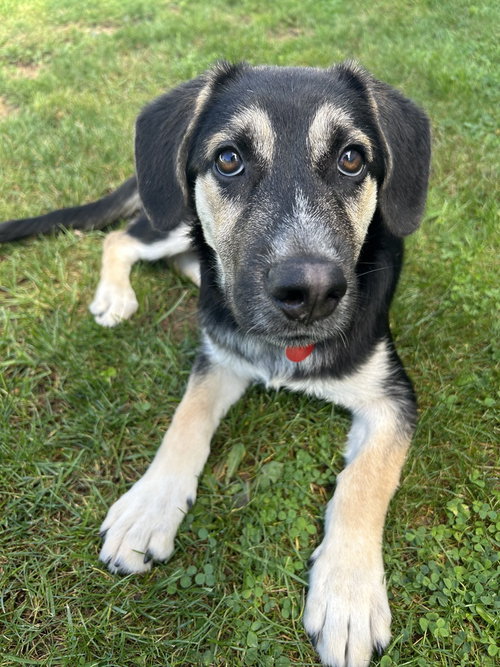 Scruff, a dog for adoption from Paws Across Pittsburgh