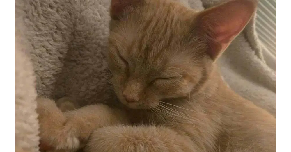 Sandy - Domestic Short Hair