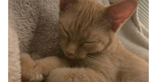 Sandy, a cat for adoption from Paws Across Pittsburgh