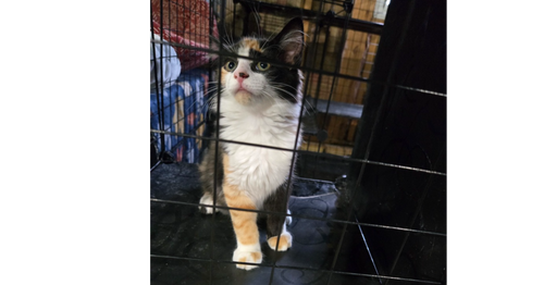 Dawn, a cat for adoption from Paws Across Pittsburgh