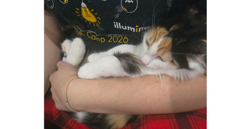 Coral, a cat for adoption from Paws Across Pittsburgh
