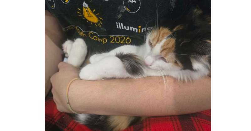 Coral, a female kitten up for adoption