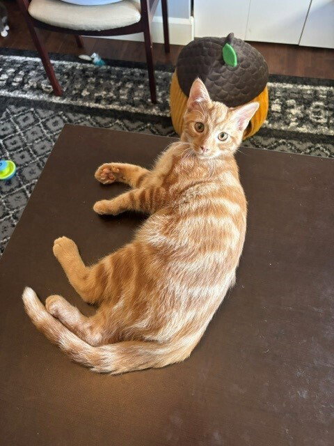 Macaroni, a cat for adoption from Paws Across Pittsburgh