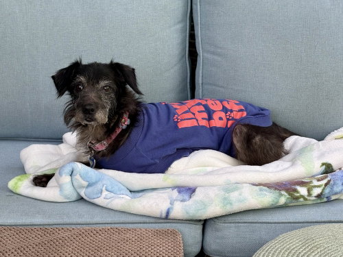 Photo 2 of Dottie