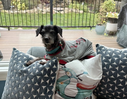 Photo 3 of Dottie