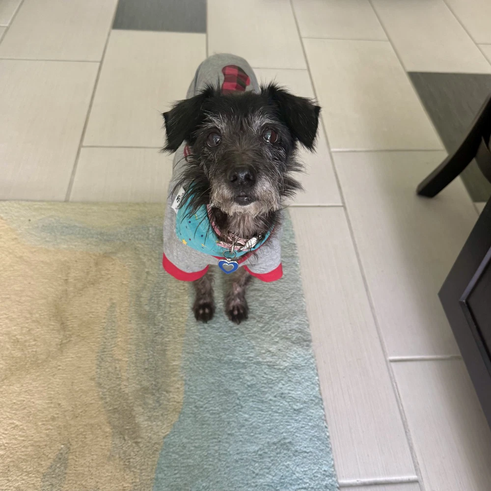 Dottie