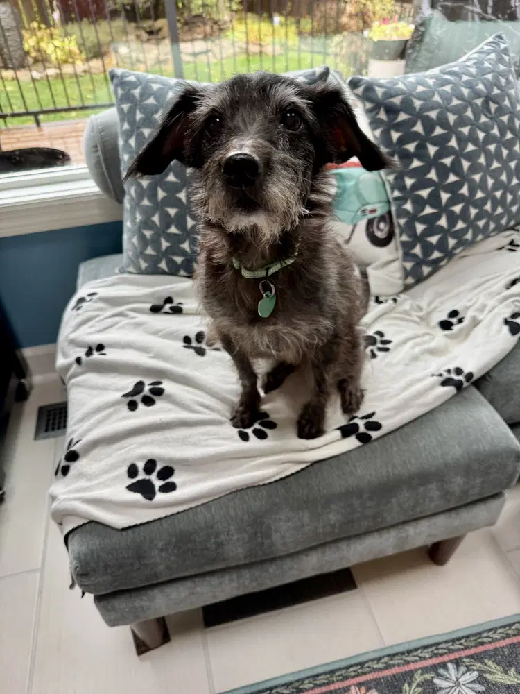 Dottie image 2