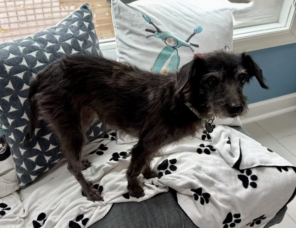 Dottie image 3