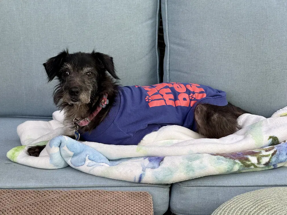Dottie image 4
